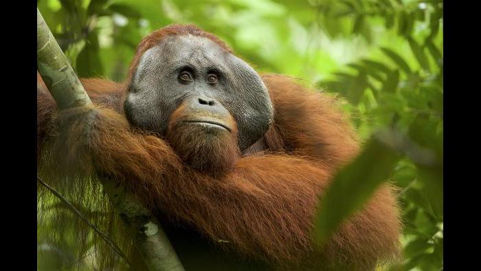 【Orangutan】羽毛布団　superior1 BUCHENBAUM Lillix, Protector of the Sumatran Orangutan — Acanela Expeditions
